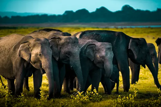 Wildlife