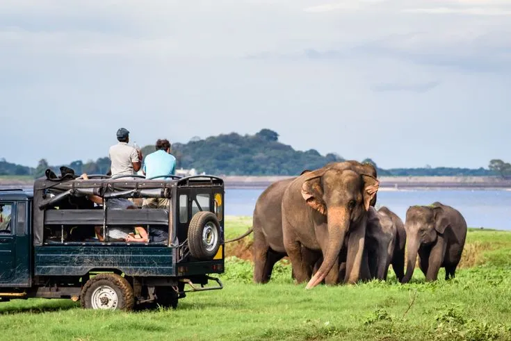 Minneriya Safari