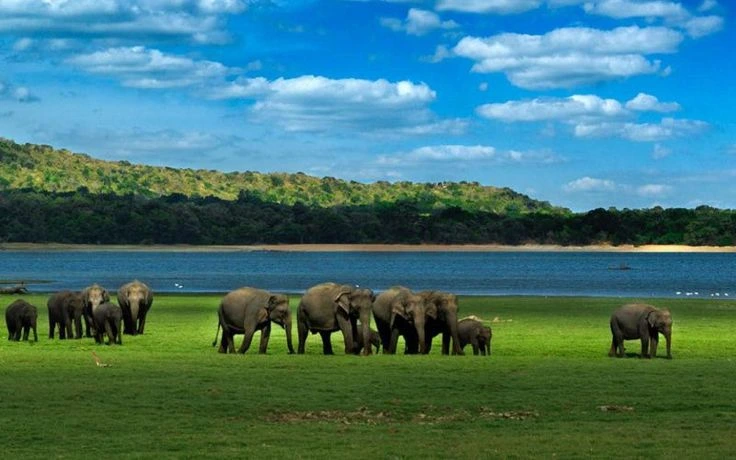 Minneriya National Park