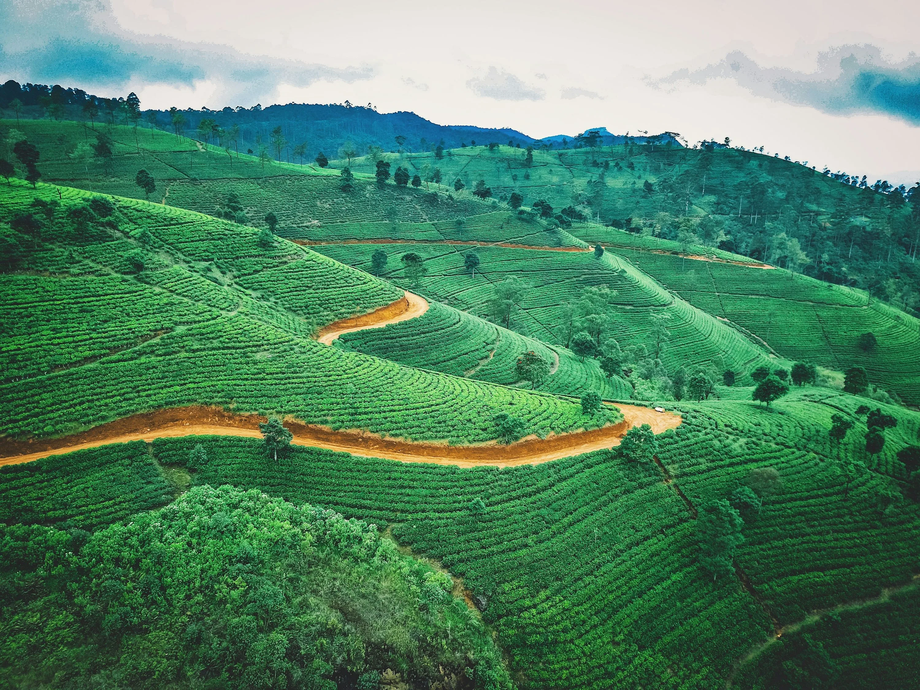 Nuwara Eliya Tea Plantation SriLanka