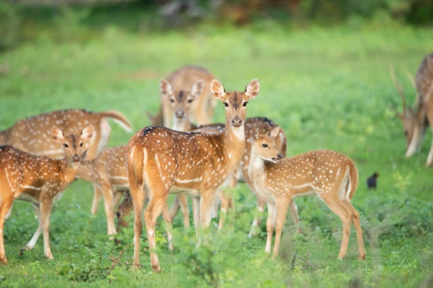 Yala National Park