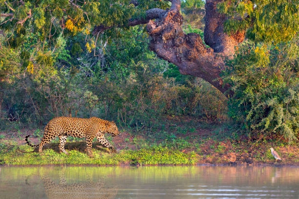 Yala National Park